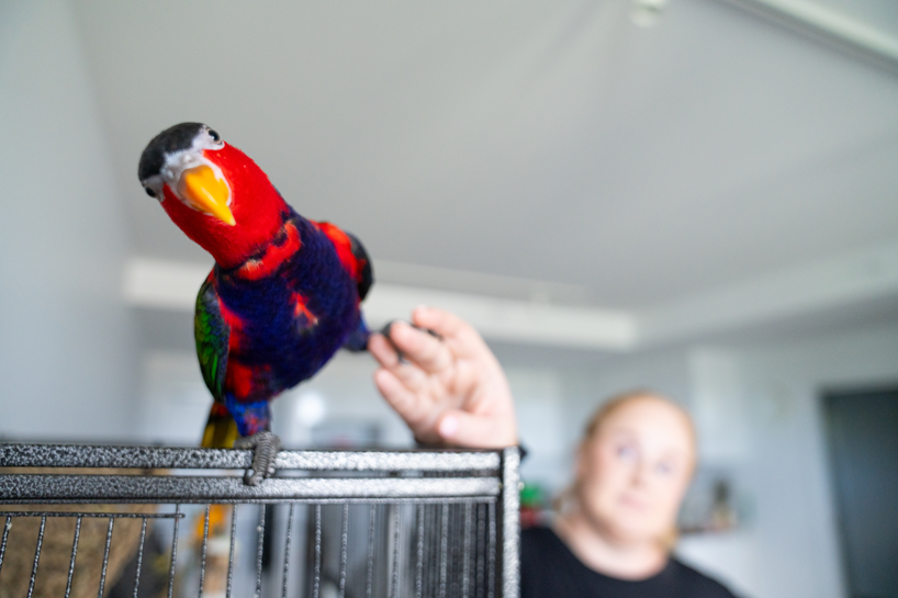 Crystal and Goose the Black-capped Lory - Pets At Our Place 2025 Calendar competition entrants